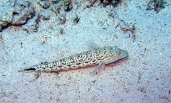 Parapercis hexophtalma