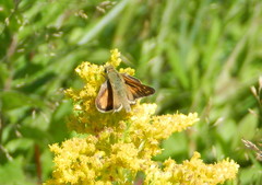 Hesperia comma laurentina