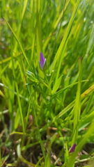 Calandrinia menziesii