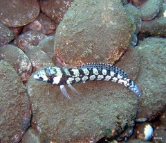 Parapercis tetracantha