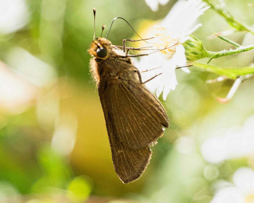 Ocola Skipper from Boulevard Manor, Arlington, VA, USA on October 26