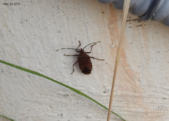 Urochela quadrinotata