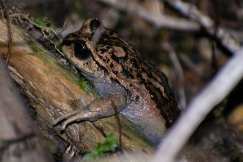 Coppinger's Spiny-chest Frog, Alsodes coppingeri