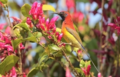 Aethopyga gouldiae