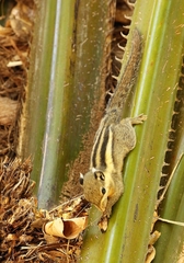 Tamiops mcclellandii