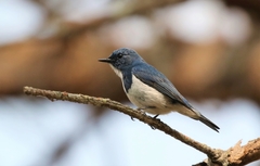 Ficedula superciliaris