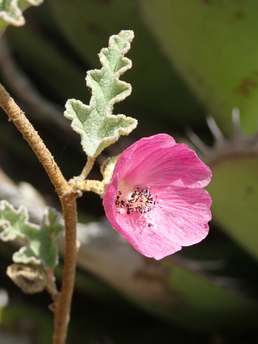 Sphaeralcea fulva Greene