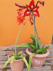 Liliopsida