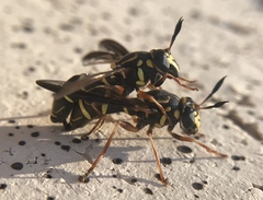 Sphiximorpha willistoni