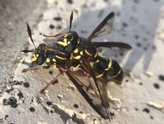 Sphiximorpha willistoni