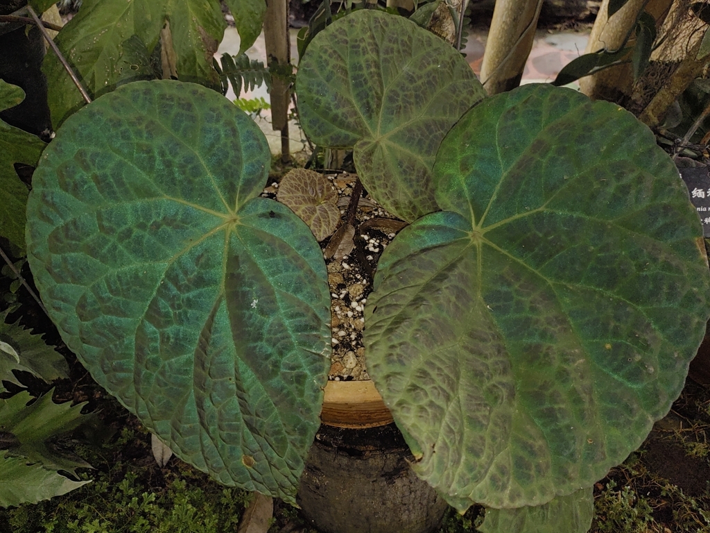 Dehong産] Begonia rockii | Plants-Axis