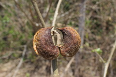 Tabernaemontana tomentosa