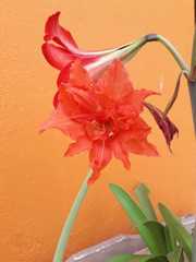 Liliopsida