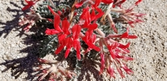 Astragalus coccineus
