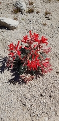 Astragalus coccineus