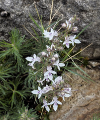 Teucrium pseudochamaepitys
