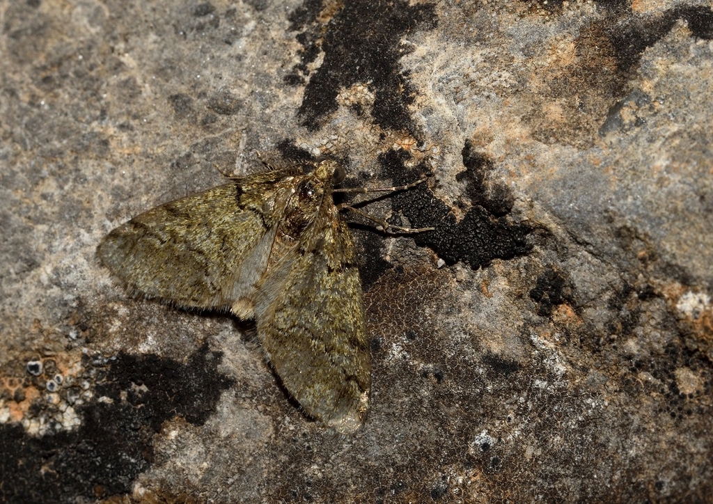 Tephronia psyloritaria