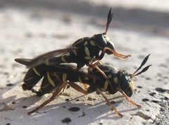 Sphiximorpha willistoni