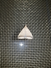 Simplicia mistacalis