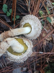 Boletellus ananas image