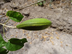 Amphilophium paniculatum