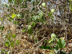 Amphilophium paniculatum