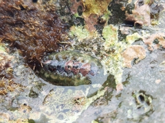 Acanthochitona hirudiniformis
