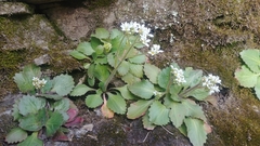 Micranthes virginiensis