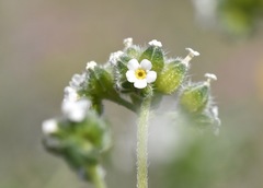 Cryptantha pterocarya