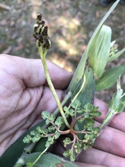 Sceptridium lunarioides