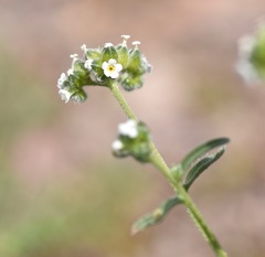 Cryptantha pterocarya