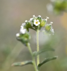 Cryptantha pterocarya