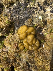 Ectocarpales