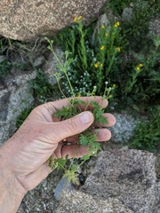 Eucrypta chrysanthemifolia bipinnatifida