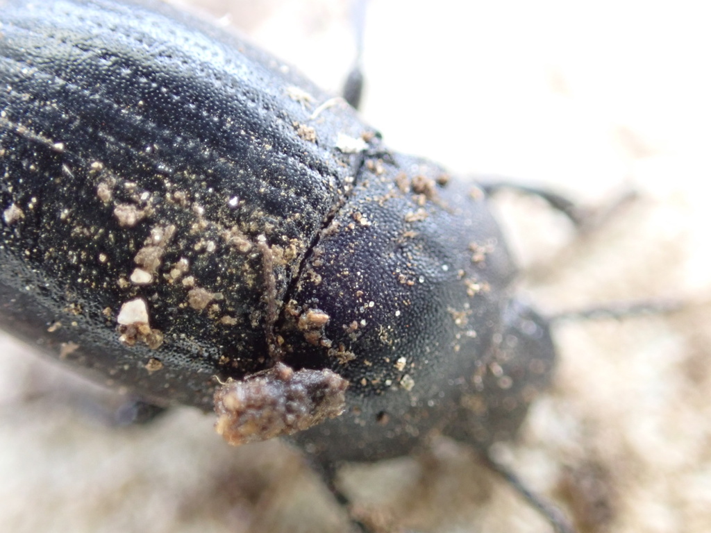 Bioplanes meridionalis