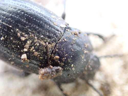 Bioplanes meridionalis