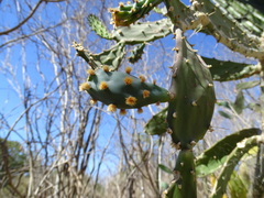Opuntia auberi
