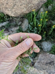 Eucrypta chrysanthemifolia bipinnatifida