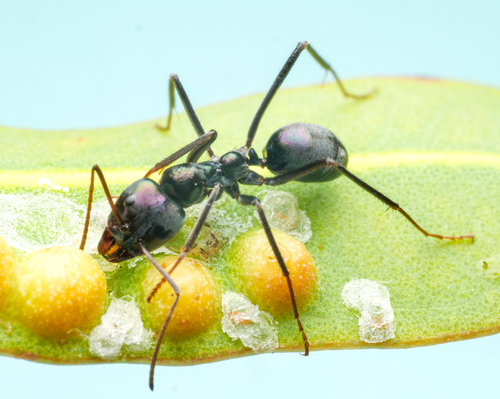 铜绿虹臭蚁Iridomyrmex viridiaeneus