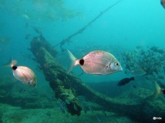 Diplodus