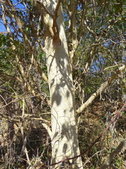 Maclura tinctoria