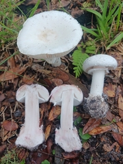 Amanita mutabilis image