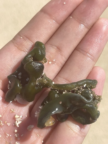 Codium arabicum observed 2023-10-26