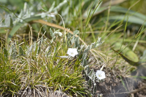Image of Convolvulus hermanniae by (c) María Zeta, some rights reserved (CC BY)
