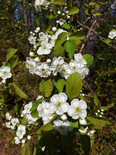 Albertville hawthorn (Crataegus mendosa)
