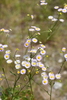 Daisy Fleabane - Photo (c) Curren Frasch, some rights reserved (CC BY-NC), uploaded by Curren Frasch