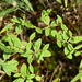 Croton michauxii elliptica - Photo (c) Curren Frasch, μερικά δικαιώματα διατηρούνται (CC BY-NC), uploaded by Curren Frasch