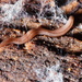 Anisorhynchodemus signata - Photo (c) joooom，保留部份權利CC BY-NC