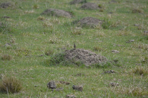 Yellowish Pipit (Anthus chii), photo 10