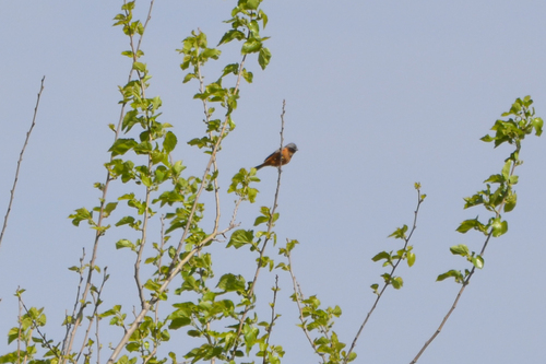 Dark-throated Seedeater